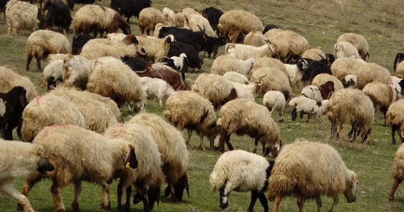 Yunanistan da yüz binlerce koyun ve keçi itlaf edildi