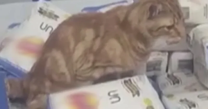 SON DAKİKA: Sultangazi de skandal olay! Zincir markette mide bulandıran anlar kameralara yansıdı