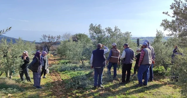 Salihli de ücretsiz zeytin budama kursu başlıyor Manisa Haberleri