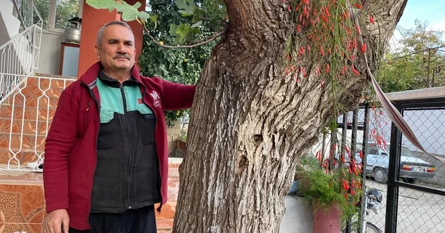 Osmaniye de dut gövdesinden incir çıktı: Dut ağacının gövdesinde yetişip meyve veren incir ağacı şaşırttı Osmaniye Haberleri