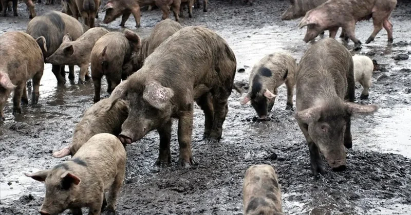 Avrupa alarm verdi! İspanya da salgın: Askerler de harekete geçti