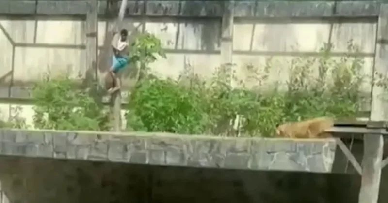 Aslan kafesine giren 19 yaşındaki gencin trajik sonu Sözcü Gazetesi