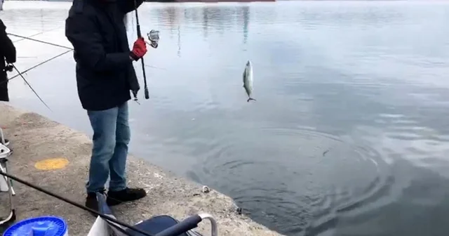 İskelede palamut bereketi Palamudu duyan amatör balıkçılar, iskeleye akın etti Balıkesir Haberleri