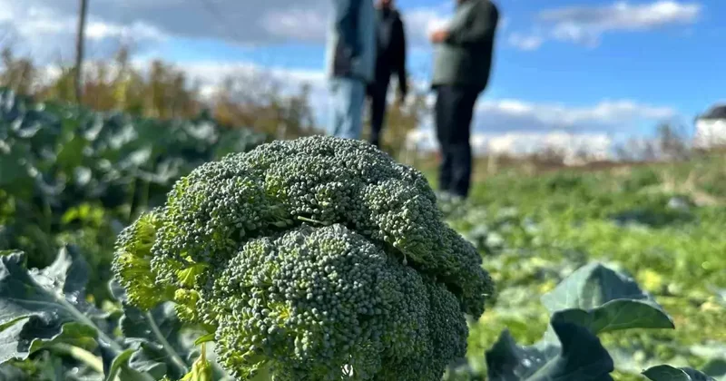 İznik te Brokoli Fiyatları Düşüyor
