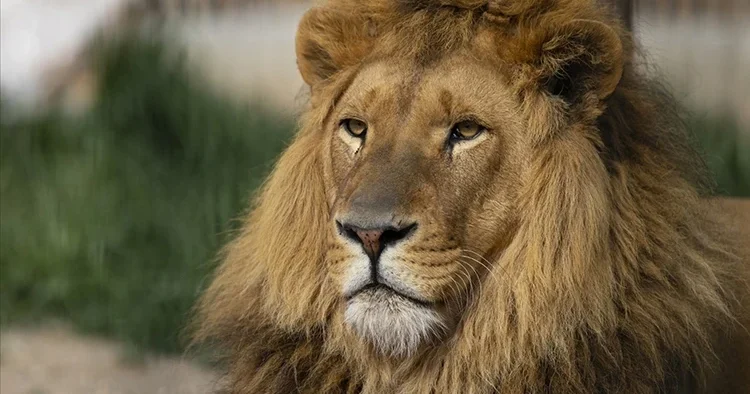 Aslan, kafesine giren ziyaretçiyi öldürdü