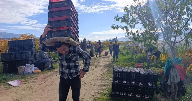 Sarıgöl de üzüm kesimi aralık ayında da sürüyor Manisa Haberleri