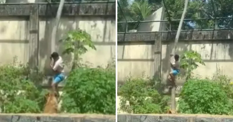 Tutkusu sonu oldu! 6 metrelik duvarı aşıp aslan kafesine girdi, sonrası facia