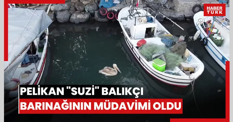 Pelikan Suzi balıkçı barınağının müdavimi oldu