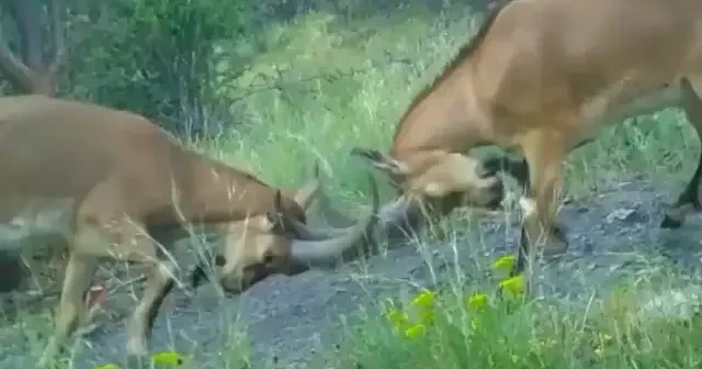 Kavga eden dağ keçileri fotokapana yakalandı VİDEO İZLE
