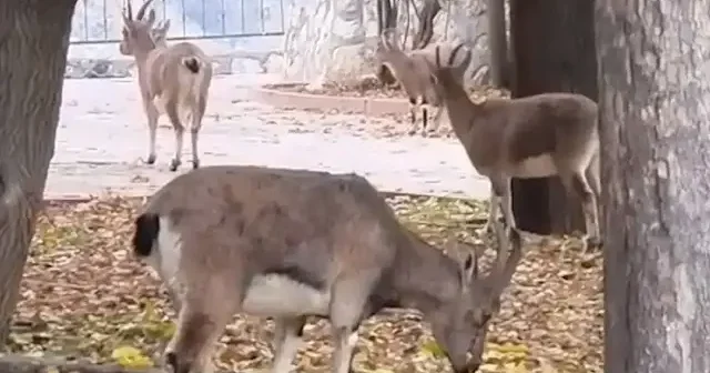 Çocuk parkı yaban keilerinin oldu VİDEO İZLE