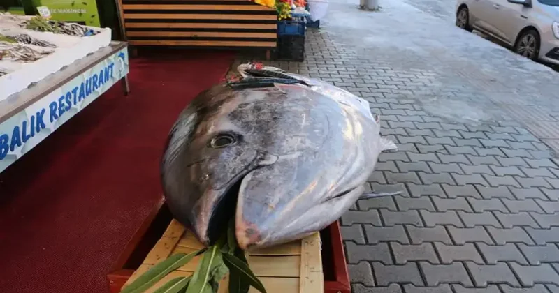 Bir gün arayla ikinci dev av: 353 kiloluk orkinos Samsun da tezgaha indi