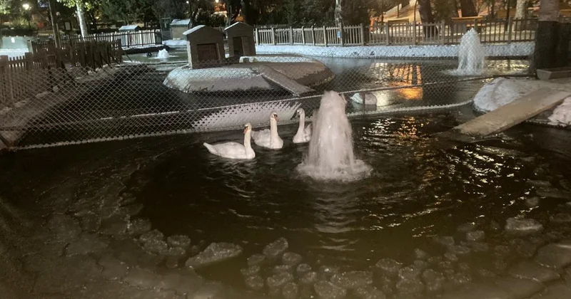 Ankara da sıcaklık eksi 11 dereceye düştü: Kuğulu Park taki havuz buz tuttu