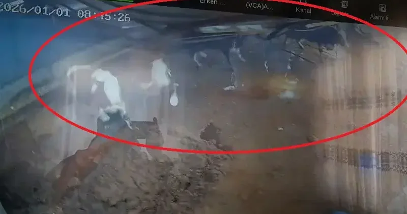 Diyarbakır’da ahırın çatısının çökme anı kamerada; 4 inek yaralandı