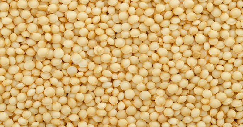 Kinoa, yulaf veya kahverengi pirinç değil: Meğer en sağlıklısı buymuş Sözcü Gazetesi