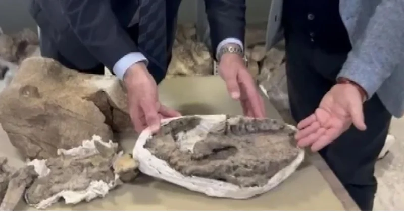 Tuzluca’da bulunan 30 milyon yıllık dev gergedan fosili, MTA Tabiat Tarihi Müzesi’nde