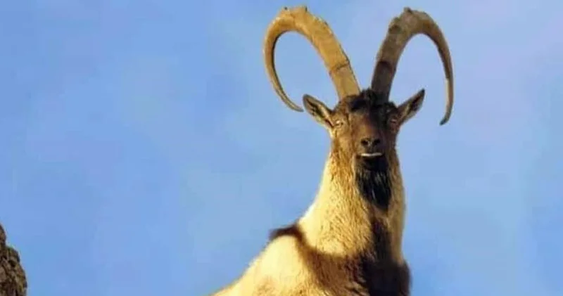 Yaban keçisi avına otomobil fiyatı ceza SON DAKİKA HABER Son dakika haberleri