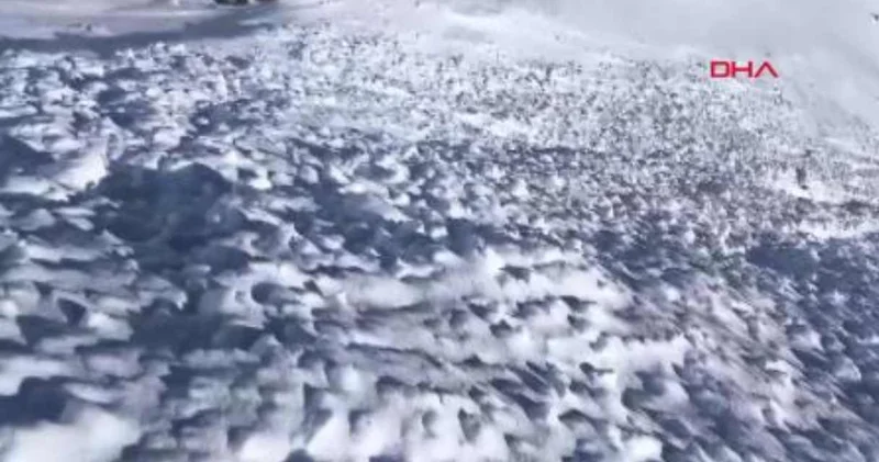 Çığ felaketi ahırı vurdu: 44 hayvan öldü