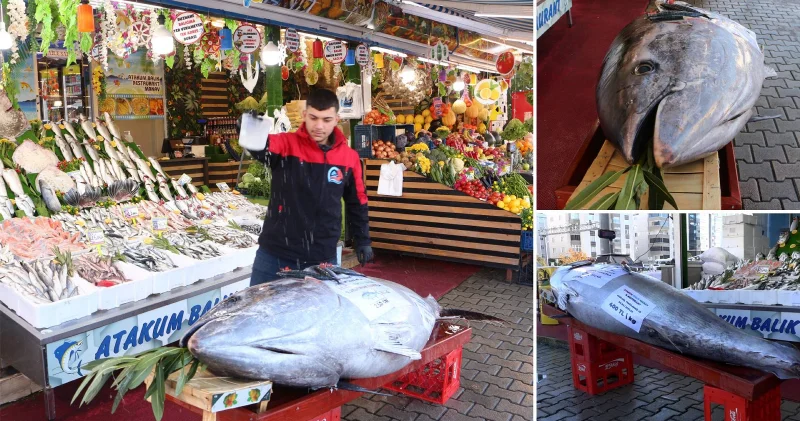 Düzce açıklarında dev orkinos balıkçıların ağına takıldı Düzce Haberleri