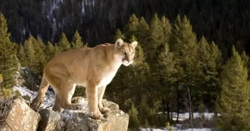 Kan donduran olay: Yürüyüş yapan kadın puma saldırısında öldü