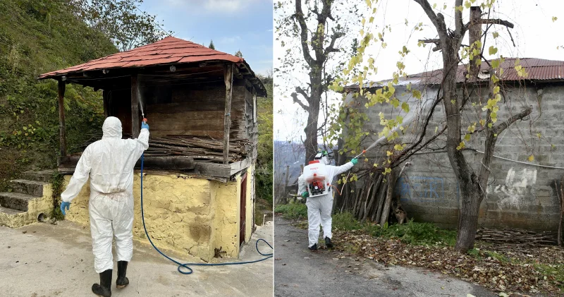 Giresun da kahverengi kokarcayla mücadele Giresun Haberleri
