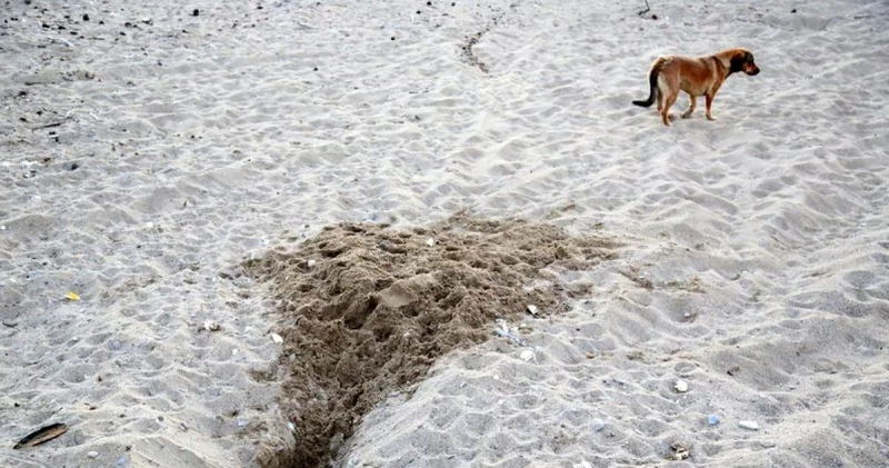 Binlerce caretta caretta yavrusu yumurtadan çıkamadan tahrip edildi Son dakika haberleri