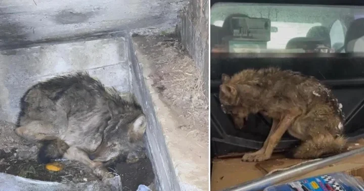 Zonguldak ta kar nedeniyle aç kalan kurt, köpek barınağına sığındı