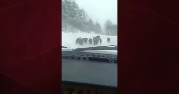 Sinop ta bir kişi elleriyle domuz yakaladı