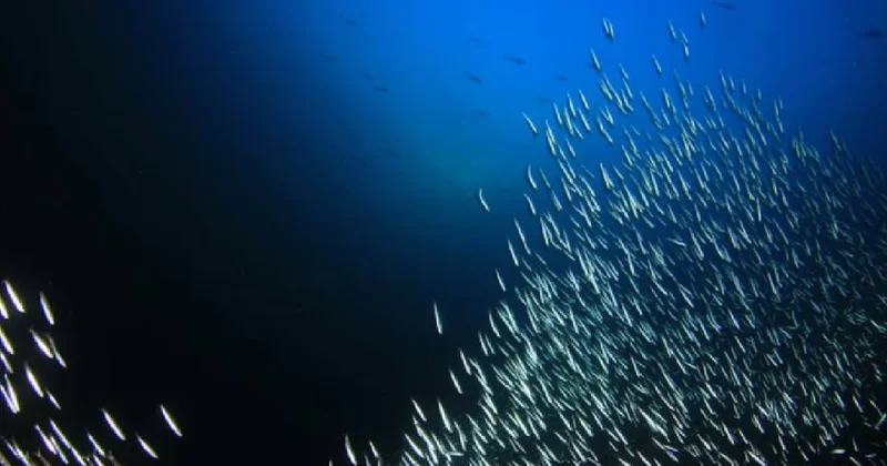 Dünyanın en nadir balığı: Sadece 38 tane kaldı Sözcü Gazetesi