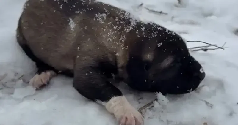 Yavru köpeğe eziyete tutuklama