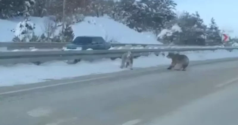 Bir anda yola çıktılar! Bozayılar kamerada