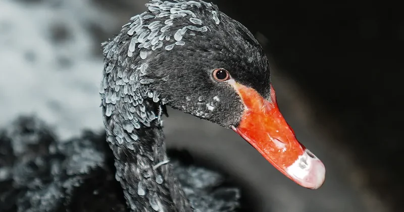 Başkentin simgesi Kuğulu Park ta kartpostallık kış görüntüleri