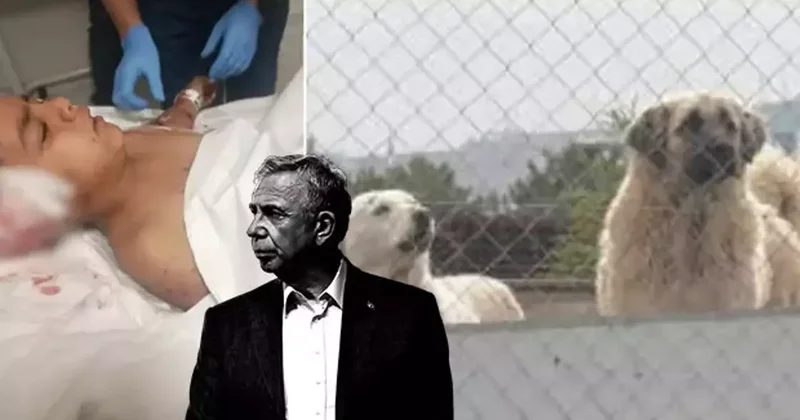 Ankaralı ‘Yavaş Yavaş’ parçalanıyor! ABB seyrediyor başıboş köpek terörü yayılıyor