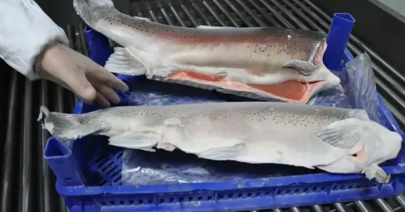 Japonya ve Çin sıraya girdi! Türk somonu dünyayı sallıyor!