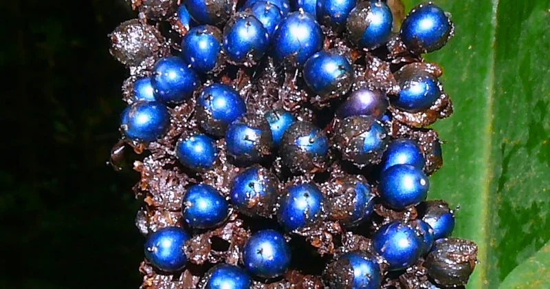 Bu meyve mavi değil! Doğanın en etkileyici optik yanılsaması Sözcü Gazetesi