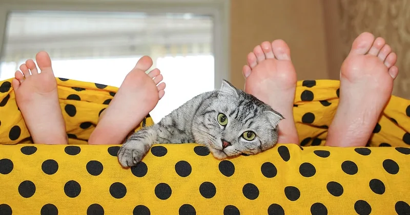 Kediniz bu yüzden başınıza değil ayaklarınıza yakın yatıyor Sözcü Gazetesi