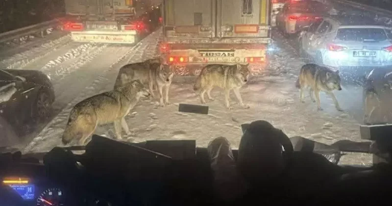 Gerçek mi değil mi? Bu fotoğraf karesini görenler ikiye bölündü