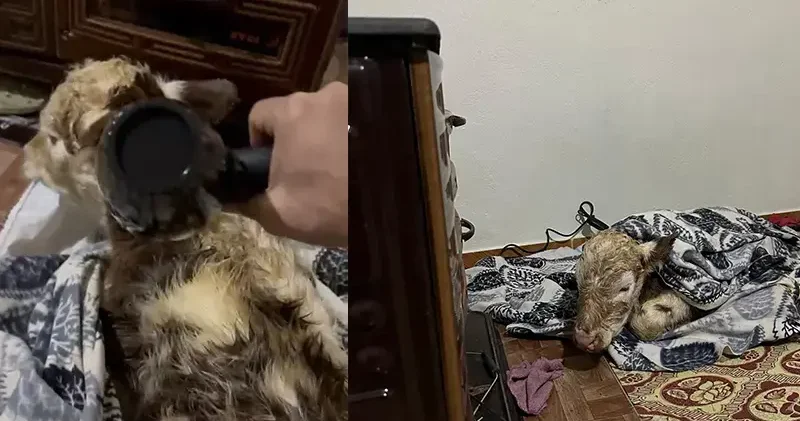 Soğuktan etkilenen buzağını evine getirip, fön makinesi ile kuruttu