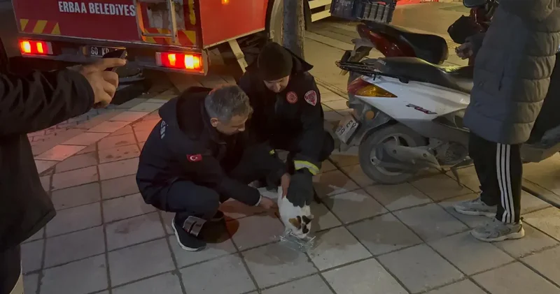 Boş evin balkonunda mahsur kalan kediyi itfaiyeciler kurtardı