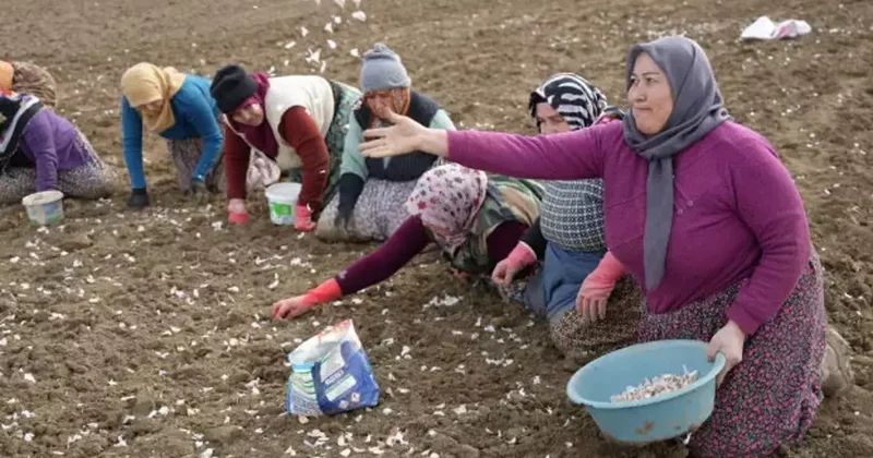 ‘Beyaz altın sezonu başladı: 4 binden fazla ailenin gelir kapısı