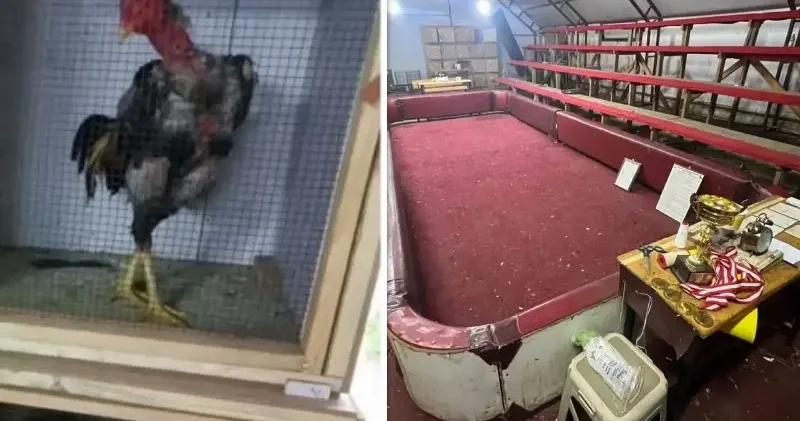 Samsun da horoz dövüştüren 91 kişiye 1 milyon 55 bin lira ceza verildi Samsun Haberleri