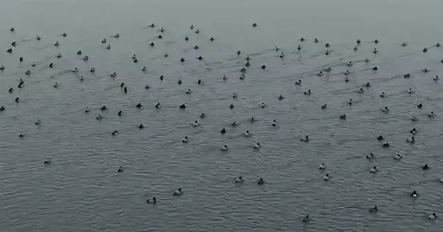 Sibirya’dan gelen kuğuların kış rotası: Van Gölü Havzası VİDEO İZLE