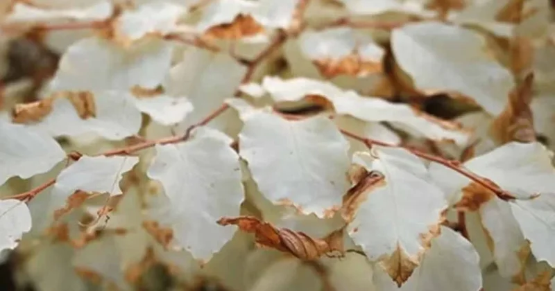 Ormanın derinliklerinde komşularının kanını emen bir vampir bulundu Sözcü Gazetesi