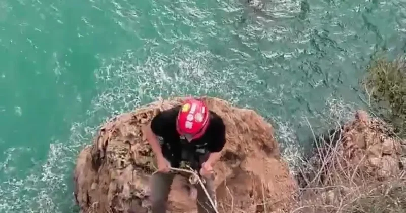 Falezlerde mahsur kalan kediyi film gibi operasyonla kurtardılar