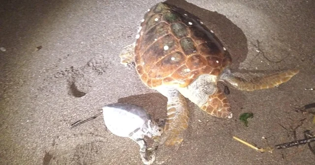 Marmaris te 2 caretta caretta kıyıya vurdu Muğla Haberleri