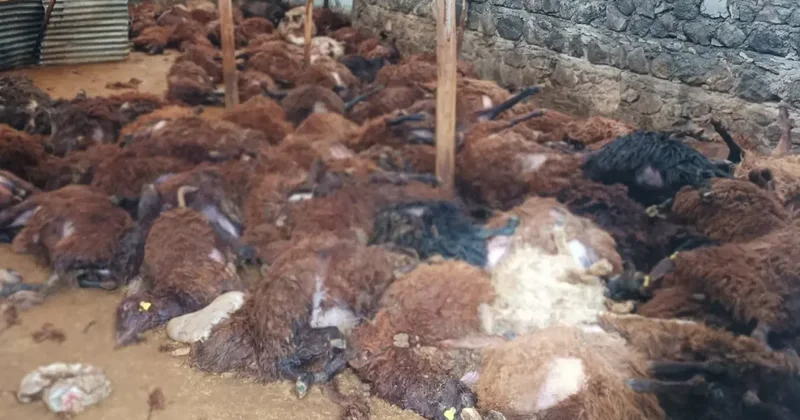 Bir gecede 200 koyununu kaybeden vatandaşa ağlatacak sürpriz