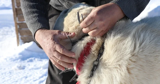 Gürün çengeli Kangal köpeklerine can simidi oluyor Sivas Haberleri