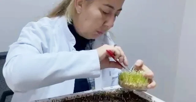 Eksi 21 derece kışa dayanıklı tohum çeşitleri geliştiriyorlar Erzurum Haberleri