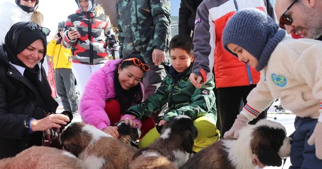 Pastırma ve Sucuk isimli köpekler, Erciyes in maskotu oldu Kayseri Haberleri
