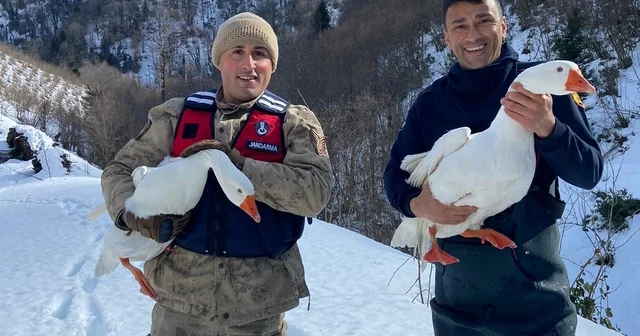 Ordu da kaybolan kazları jandarma ve itfaiye ekipleri buldu Ordu Haberleri