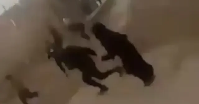 Terör örgütü YPG Haseke de Suriye İç Güvenlik Güçleri nin şehre girmesine sevinen sivillere ateş açtı VİDEO İZLE